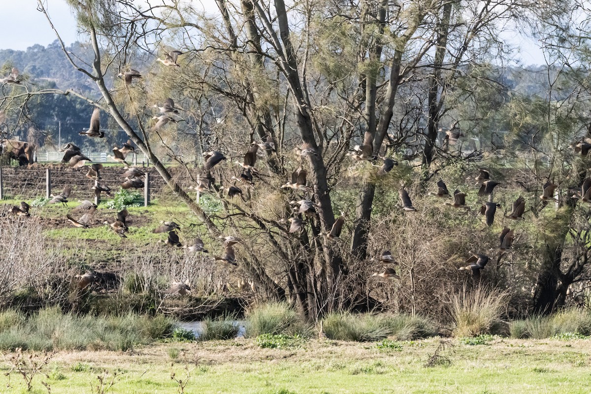 カザリリュウキュウガモ - ML646231959