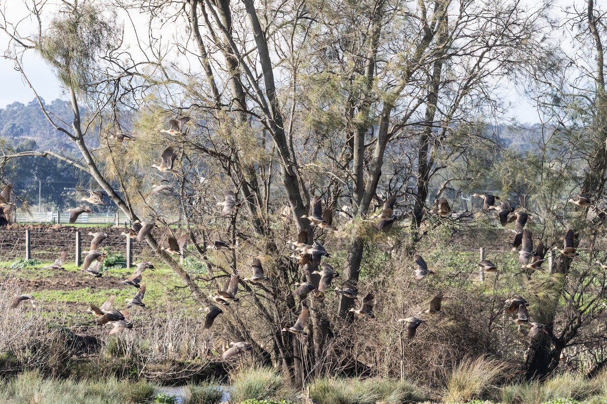 カザリリュウキュウガモ - ML646231960