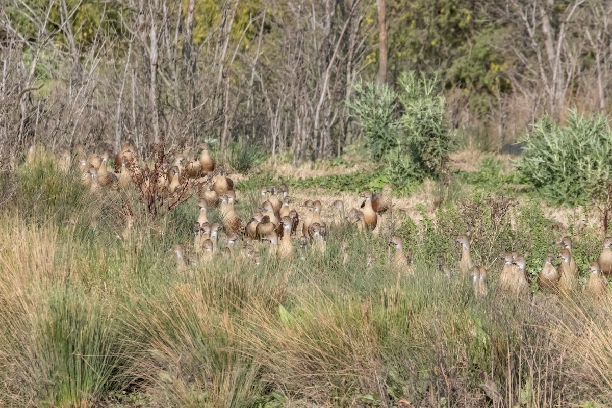 カザリリュウキュウガモ - ML646231963