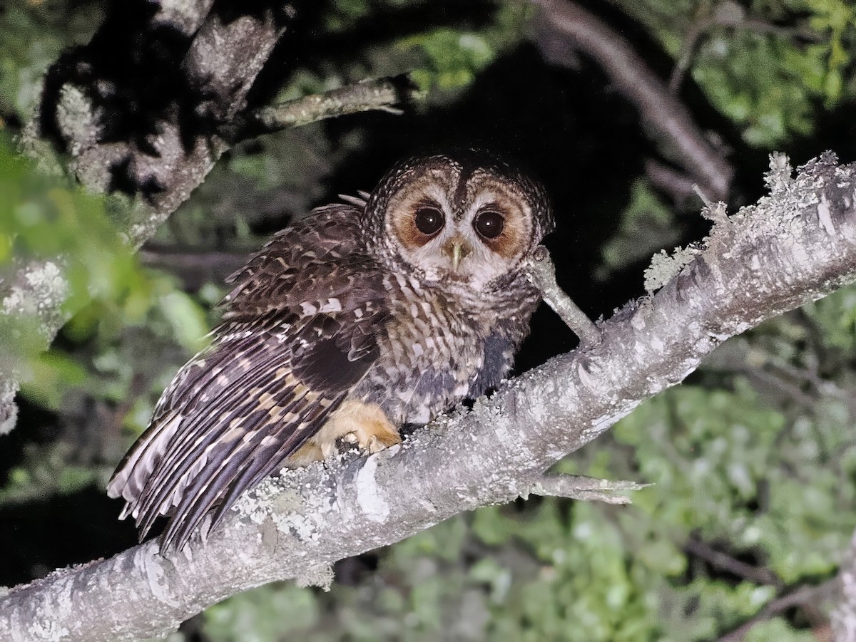 puštík rezavonohý - ML646231966