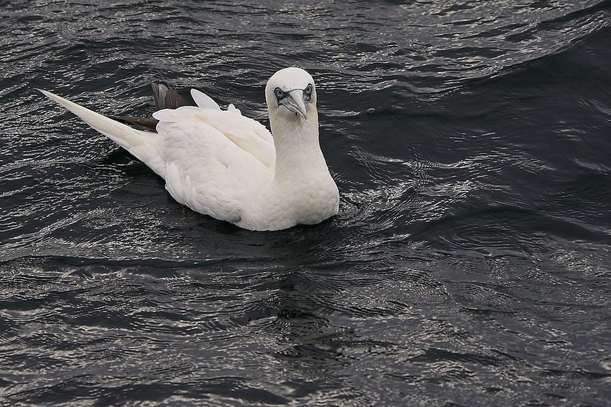 Northern Gannet - ML646231967