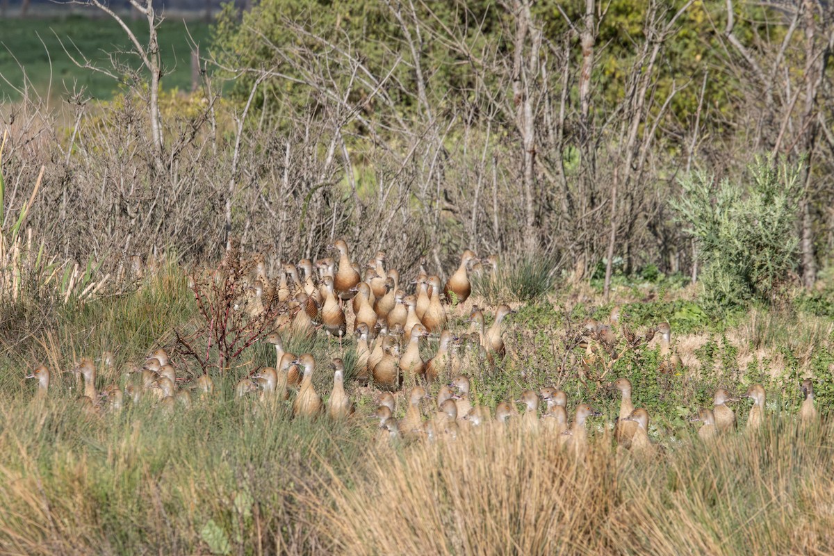 カザリリュウキュウガモ - ML646231968