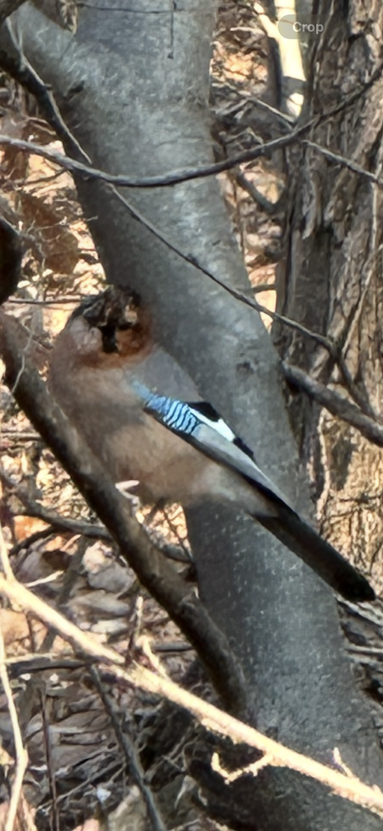 sojka obecná [skupina brandtii] - ML646231973