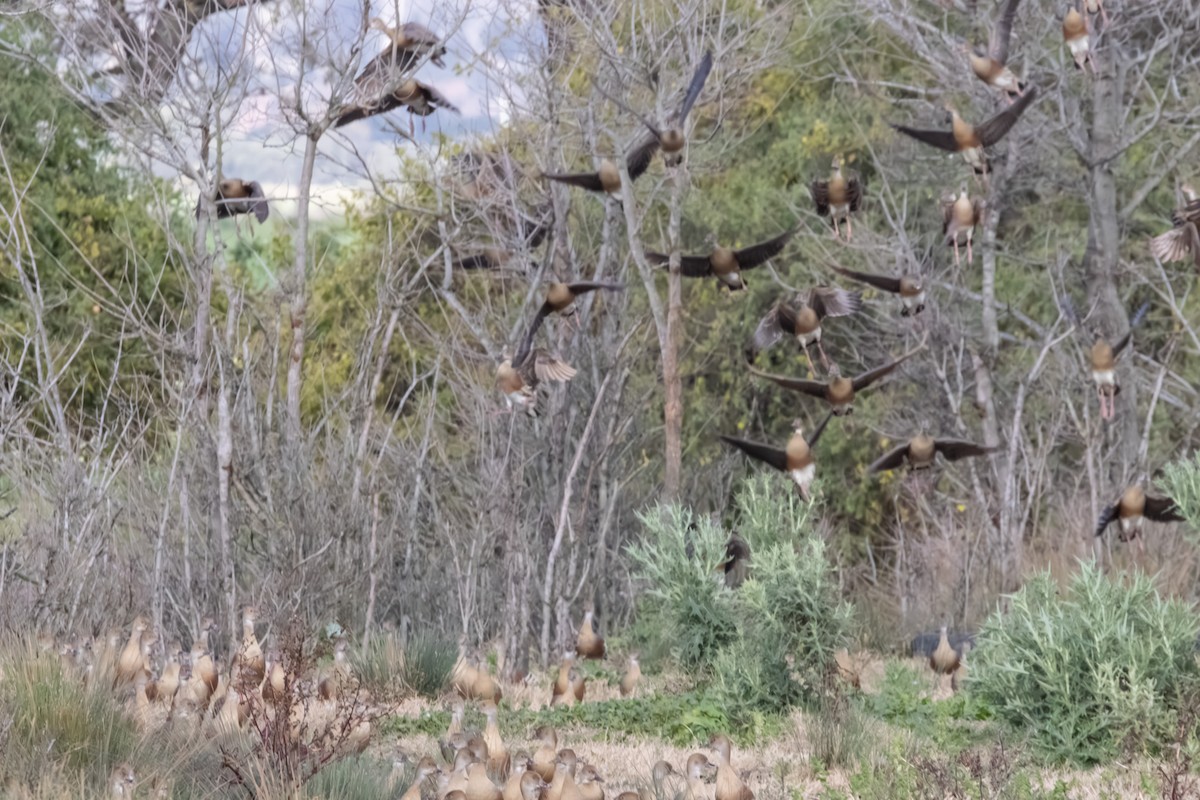 カザリリュウキュウガモ - ML646231981
