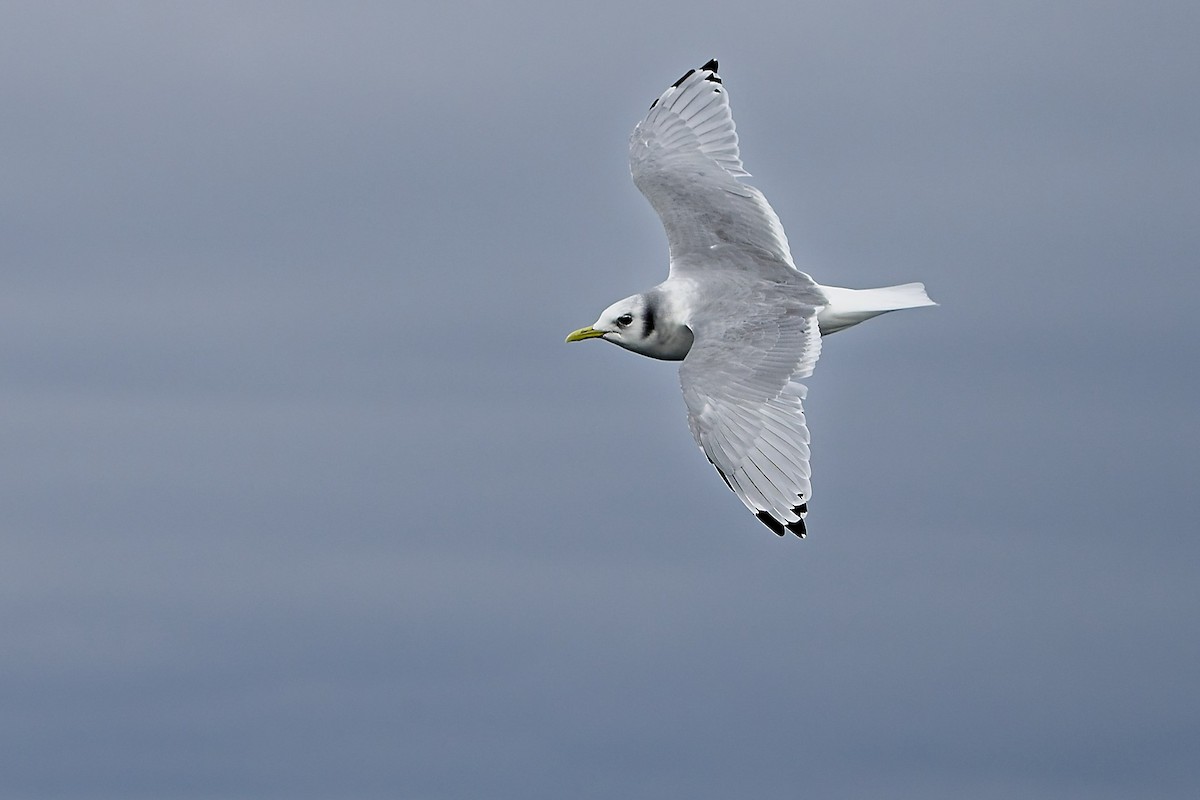 Моевка - ML646231982