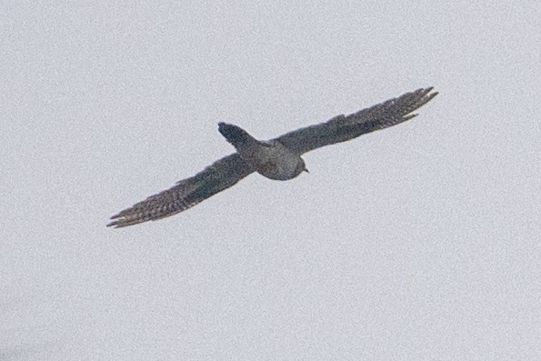 Cuculo - ML646231987