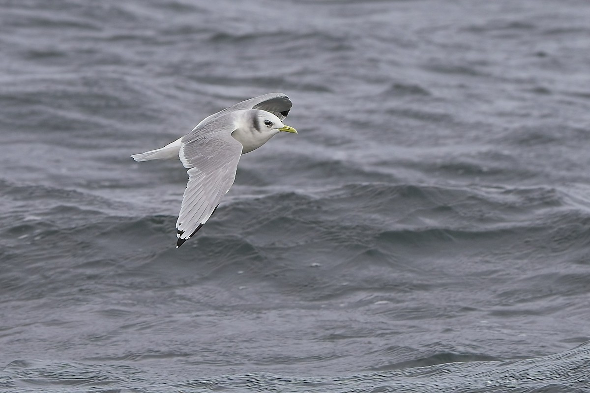 Моевка - ML646231988