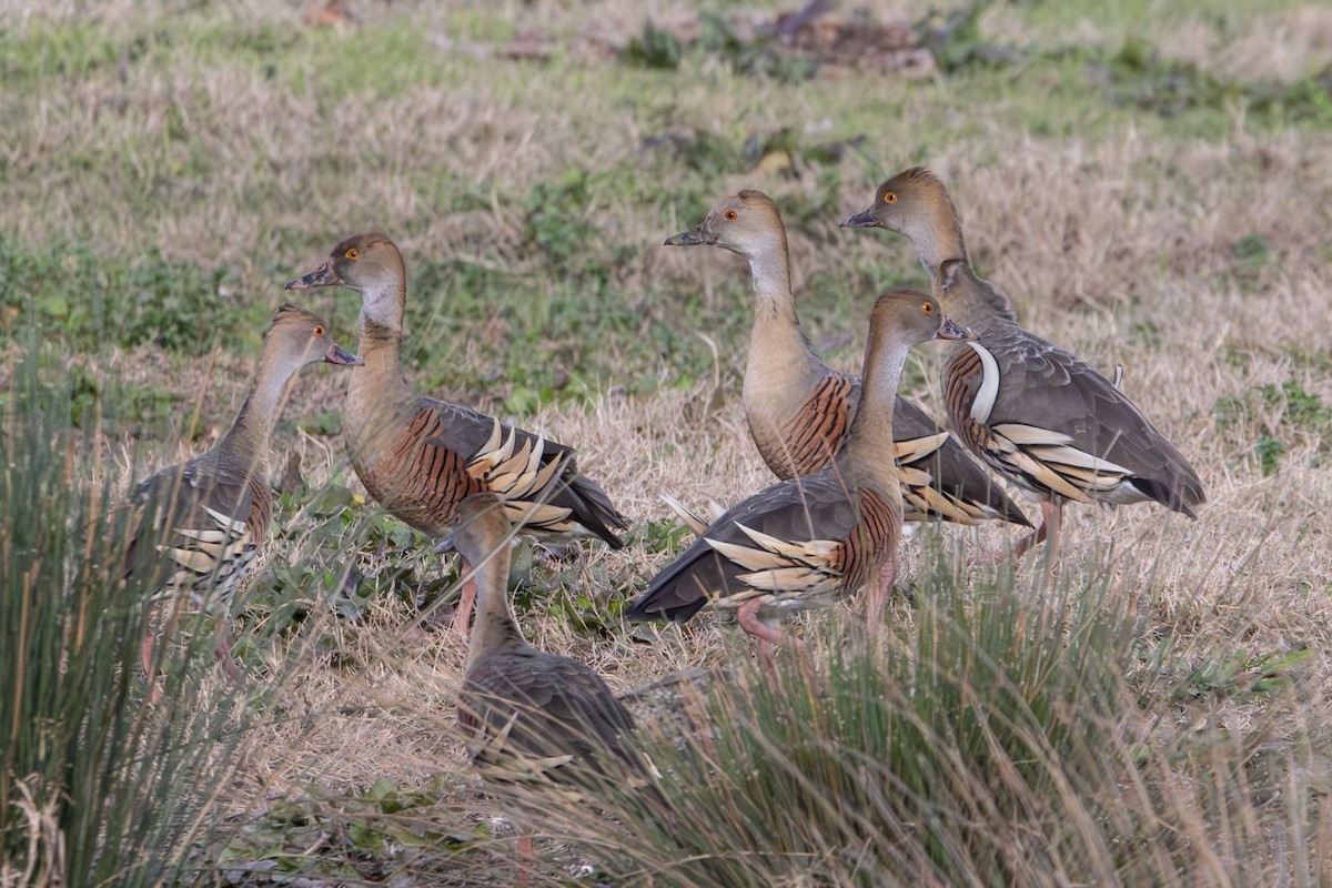 カザリリュウキュウガモ - ML646231991