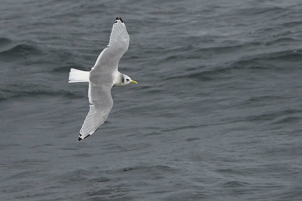 Моевка - ML646231992