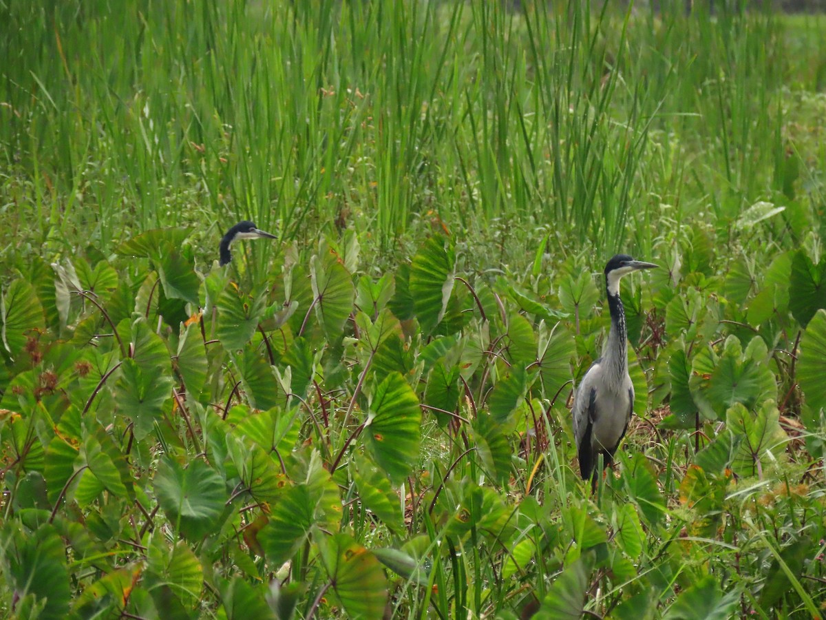 Héron mélanocéphale - ML646231993
