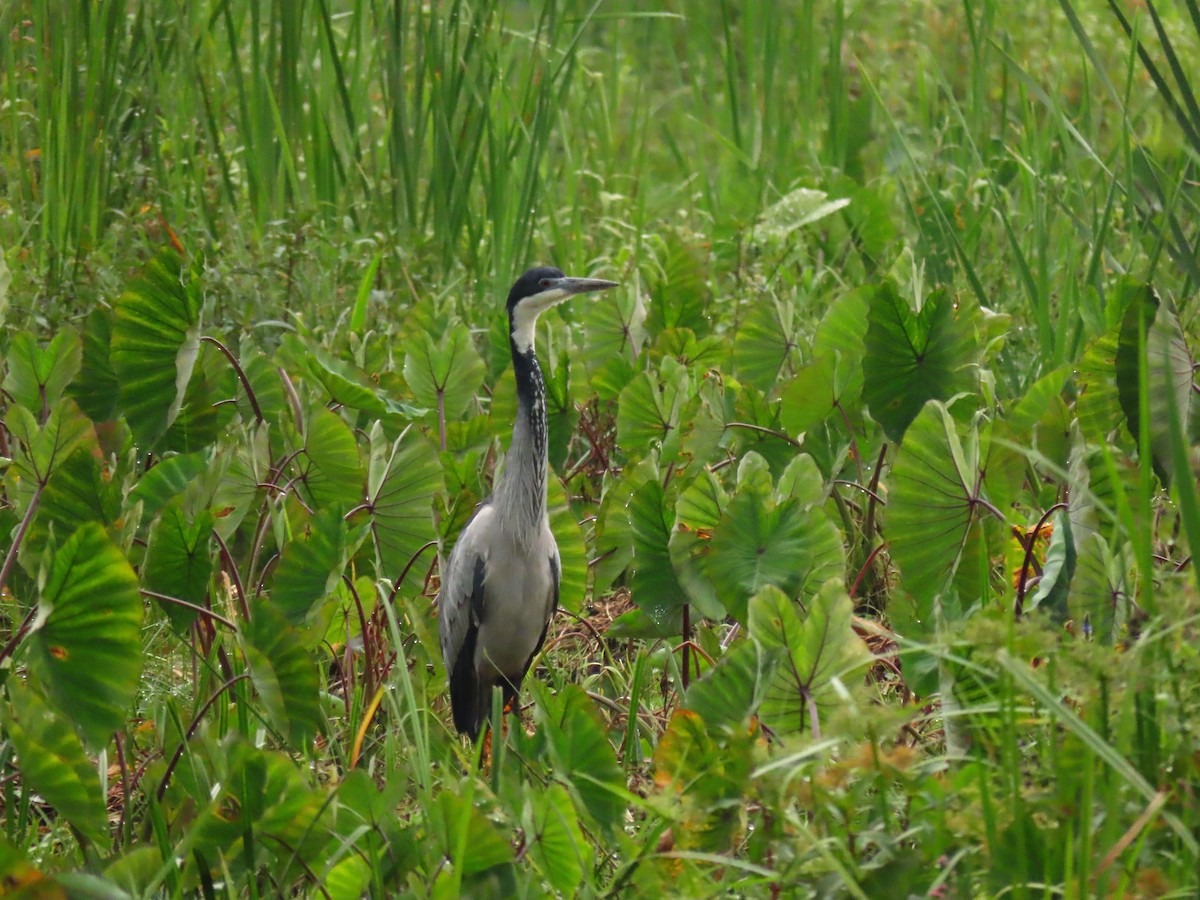 Héron mélanocéphale - ML646231994