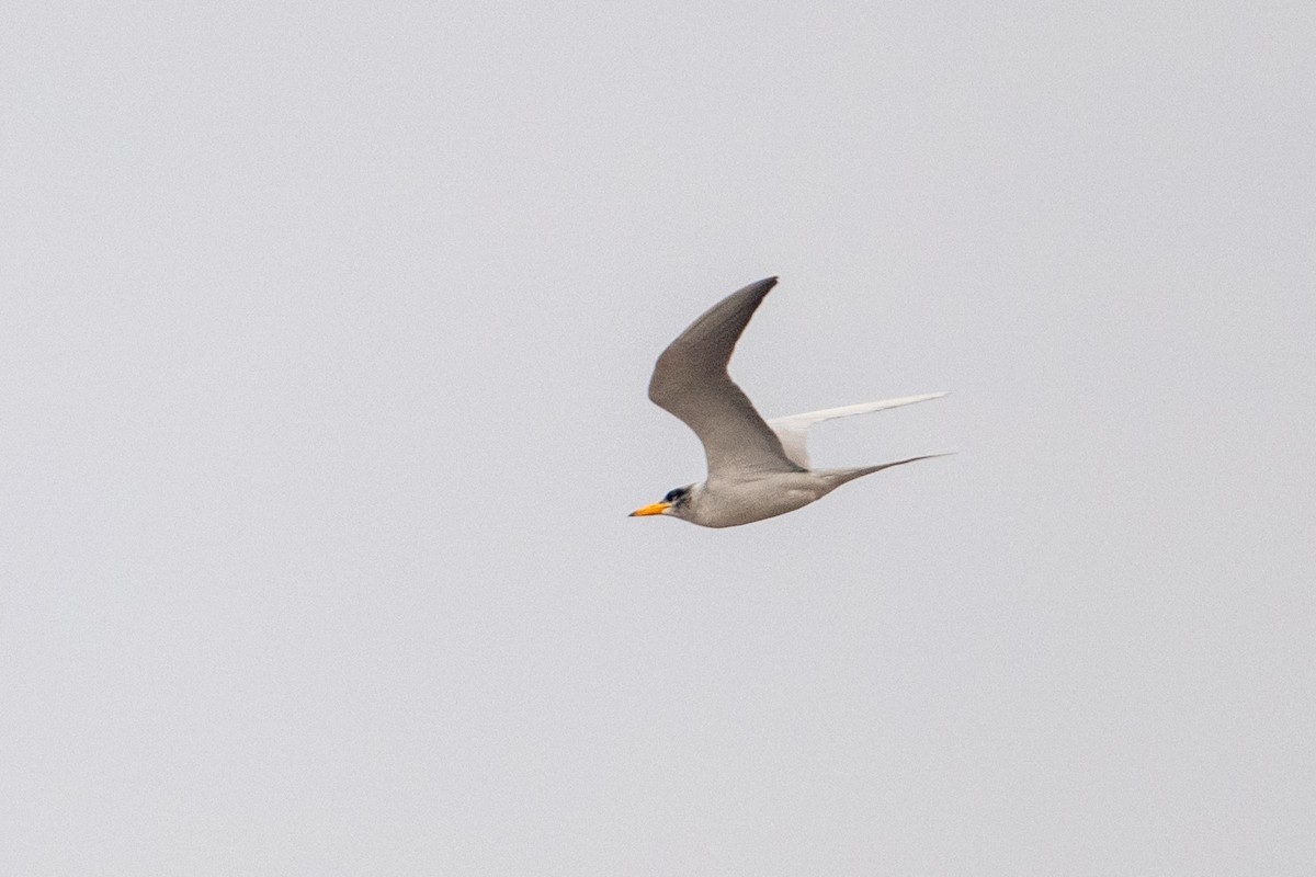 River Tern - ML646231996