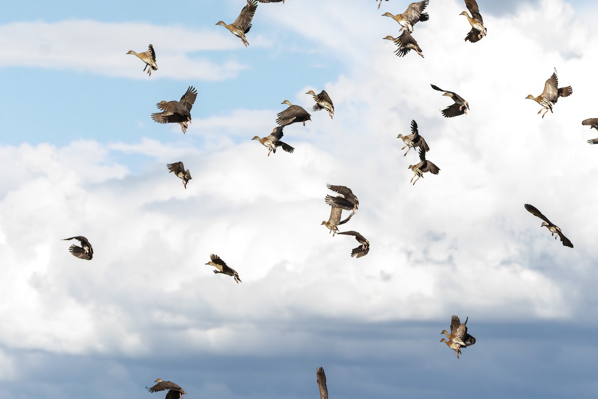 カザリリュウキュウガモ - ML646231999