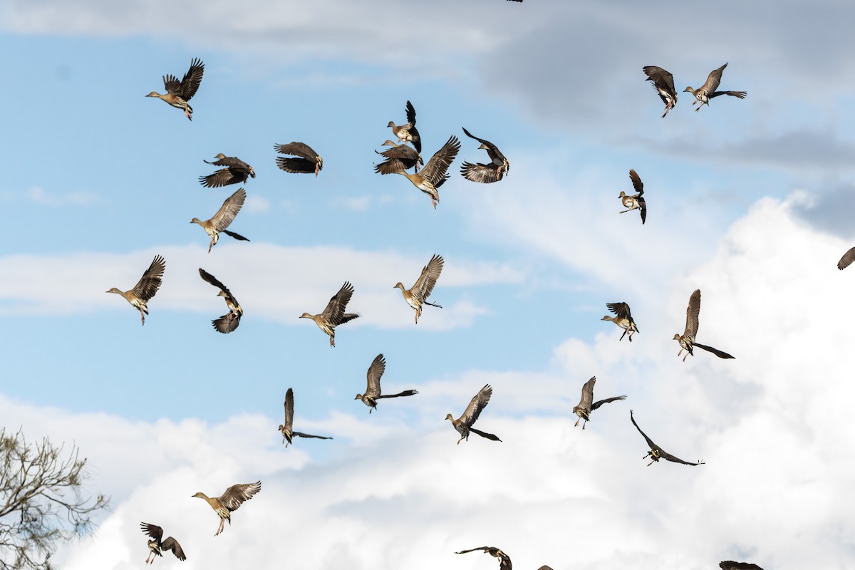 カザリリュウキュウガモ - ML646232000