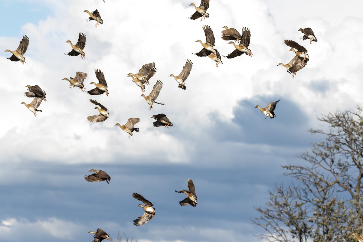 カザリリュウキュウガモ - ML646232001