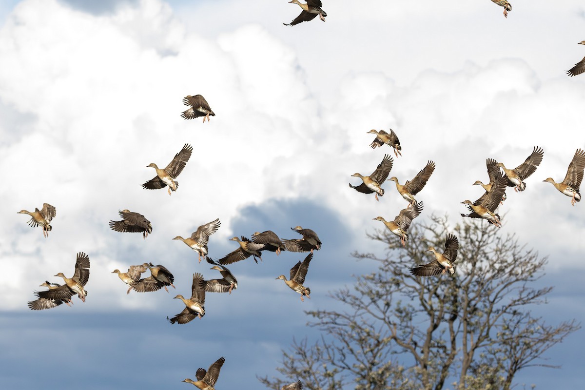 カザリリュウキュウガモ - ML646232002