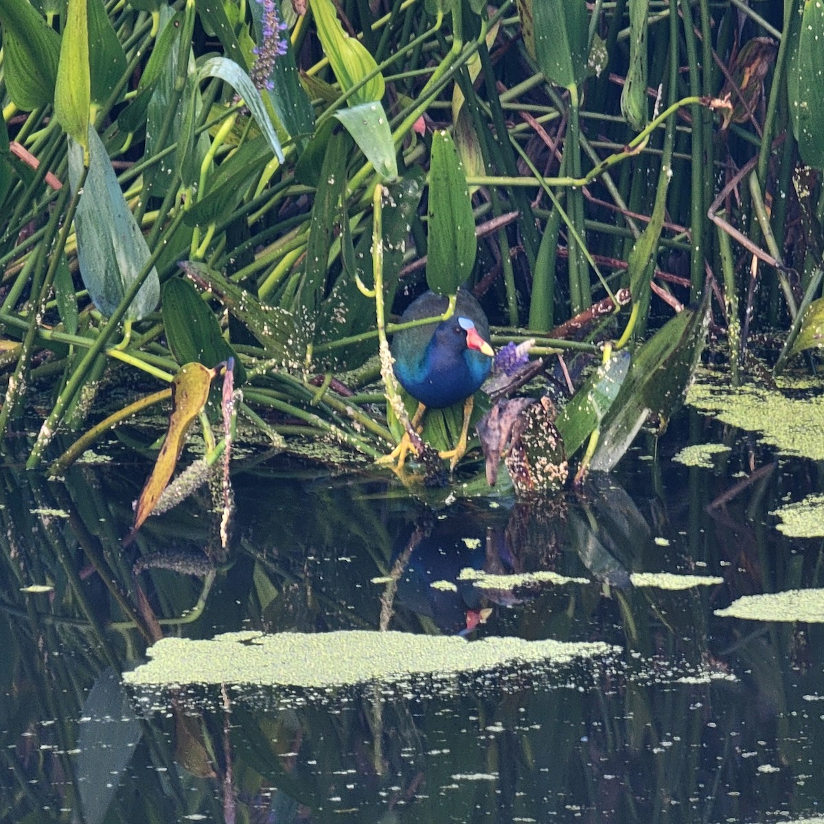 Purple Gallinule - ML646232003