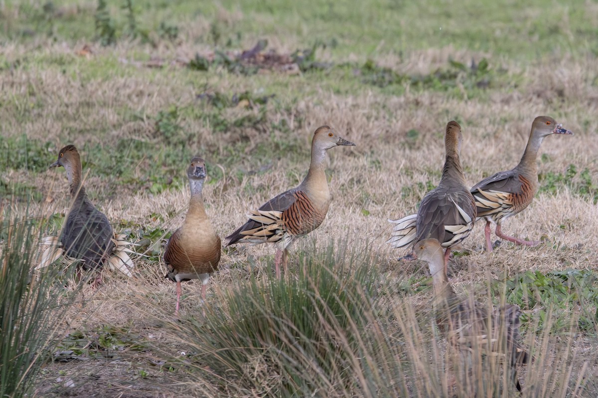 カザリリュウキュウガモ - ML646232004