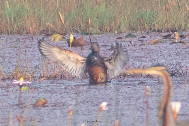 kopřivka obecná - ML646232006