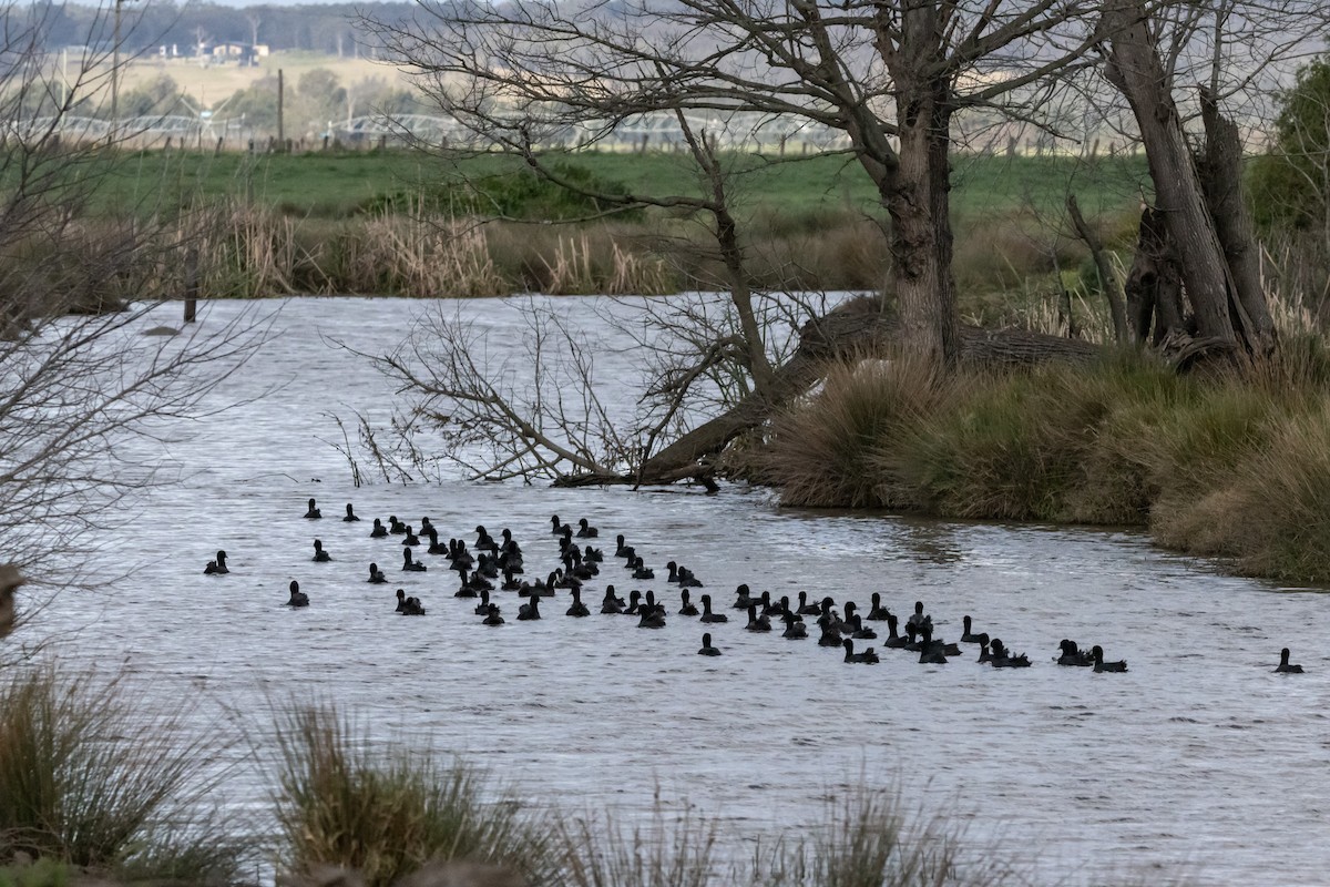 オオバン - ML646232007