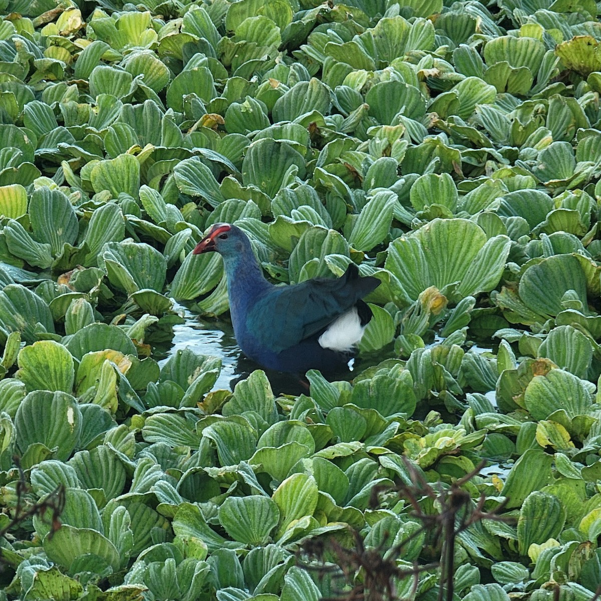 Gray-headed Swamphen - ML646232010