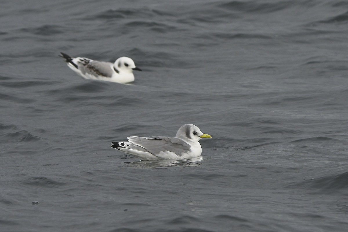 Моевка - ML646232011