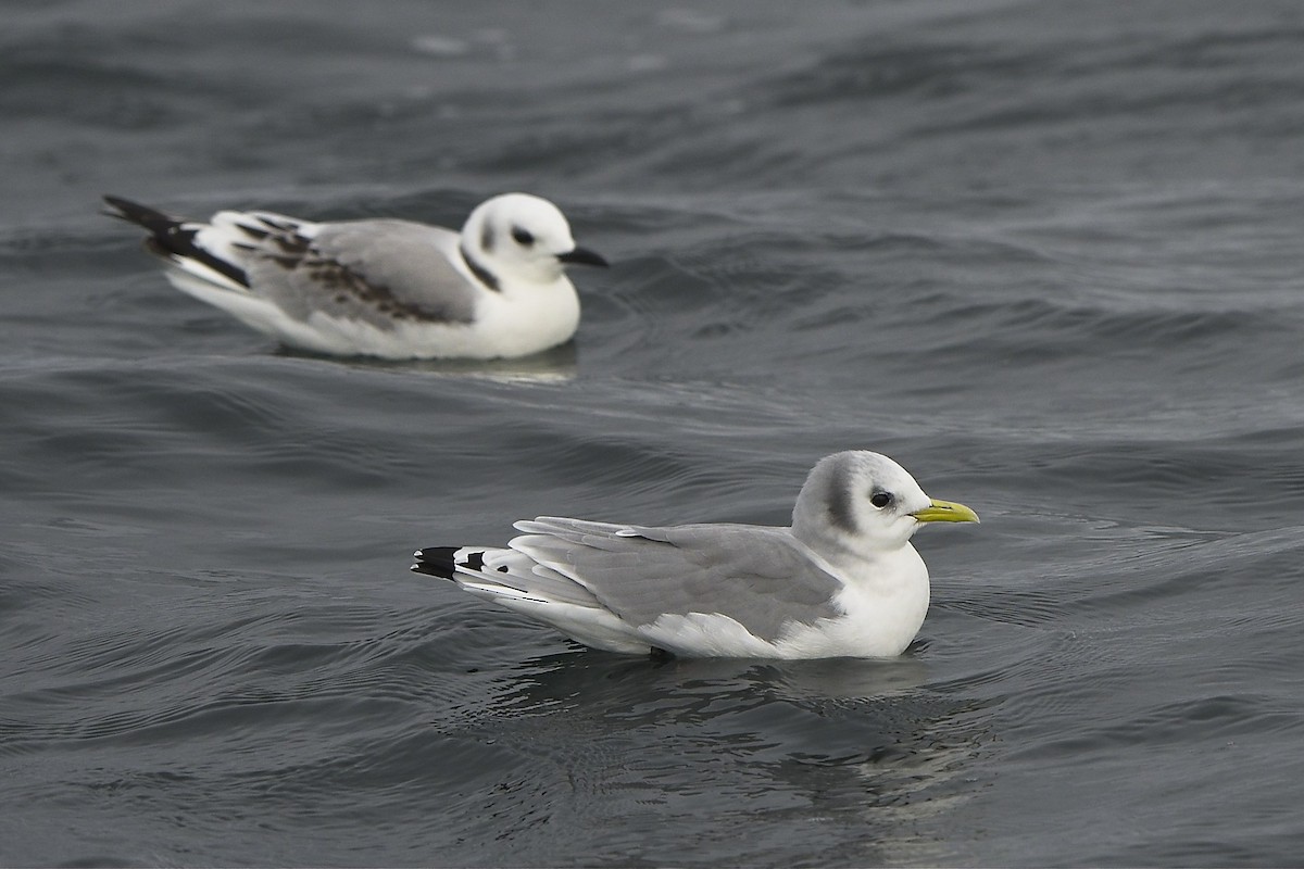 Моевка - ML646232013