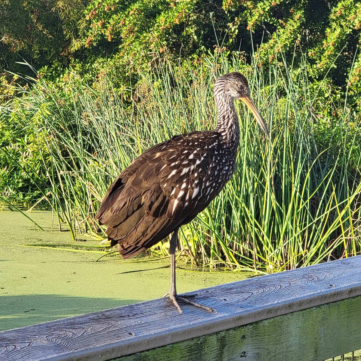 Limpkin - ML646232015