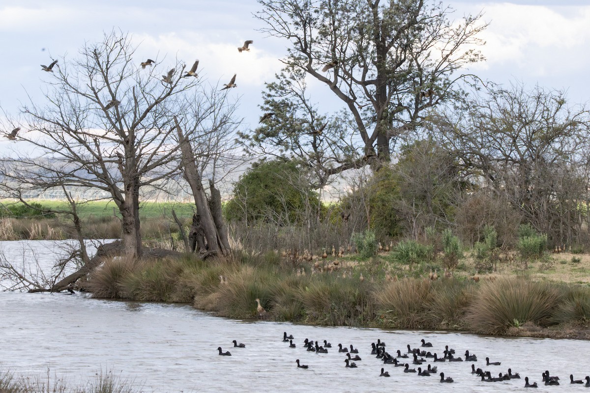 オオバン - ML646232016