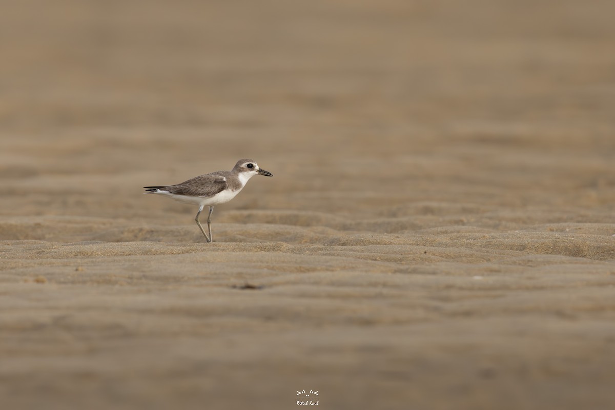 Tibet Cılıbıtı - ML646232018