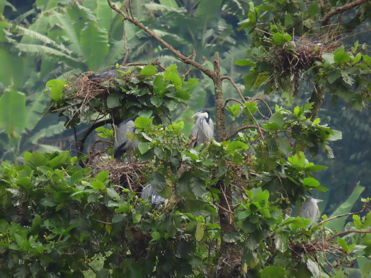 Héron mélanocéphale - ML646232019