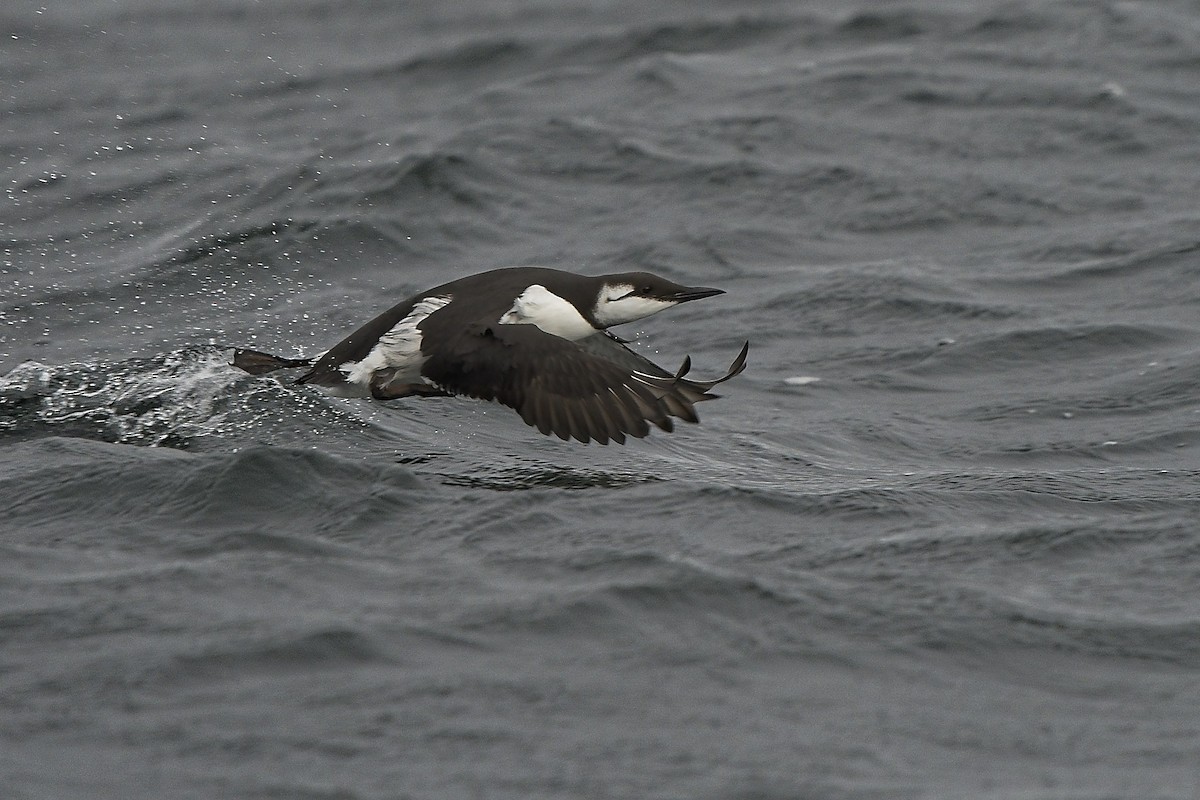 Common Murre - ML646232021