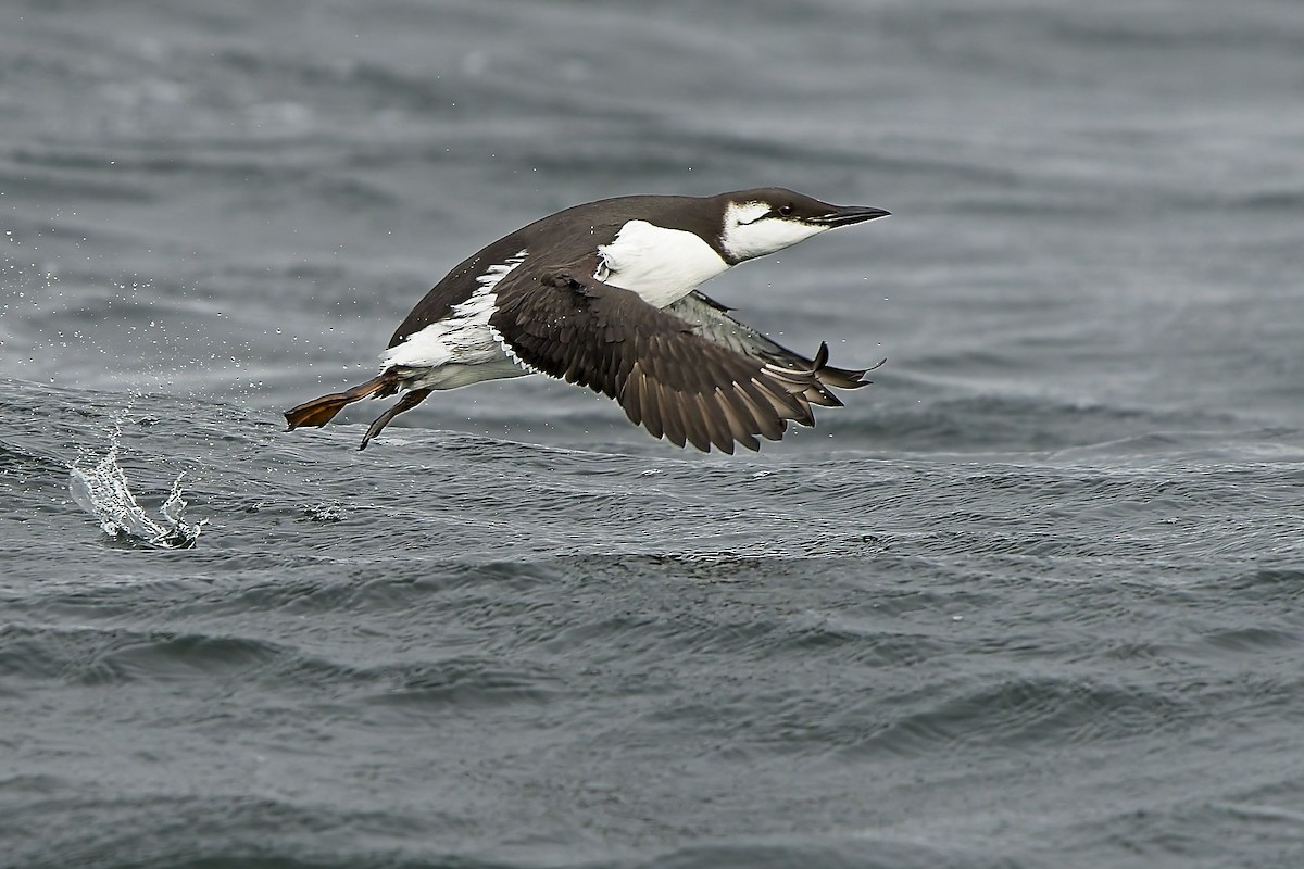 Common Murre - ML646232023