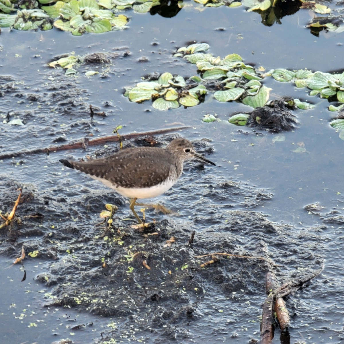 Solitary Sandpiper - ML646232024