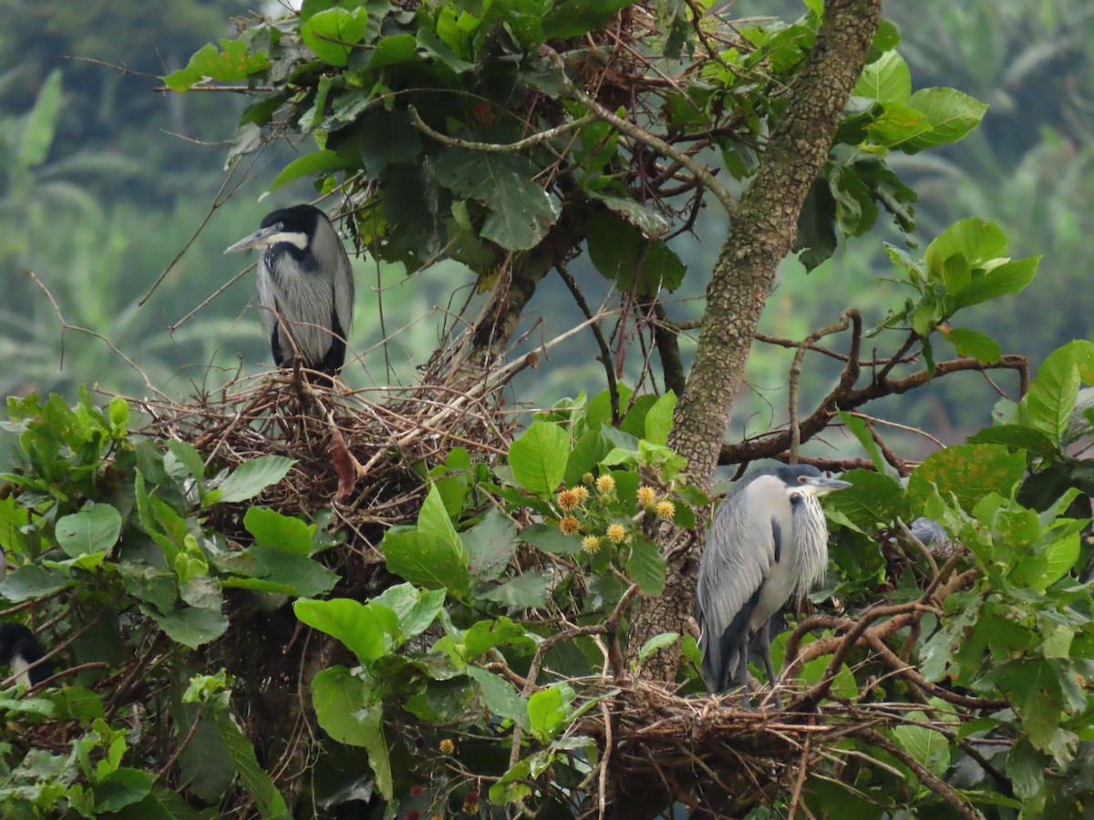 Héron mélanocéphale - ML646232028