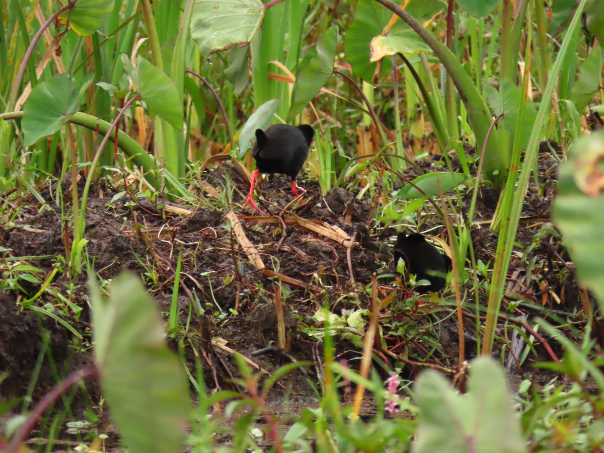 Black Crake - ML646232031