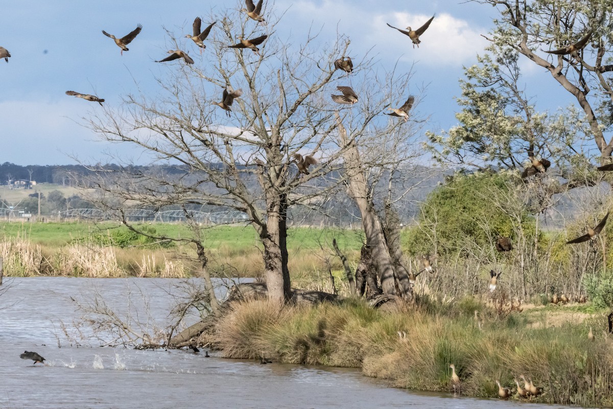 カザリリュウキュウガモ - ML646232033