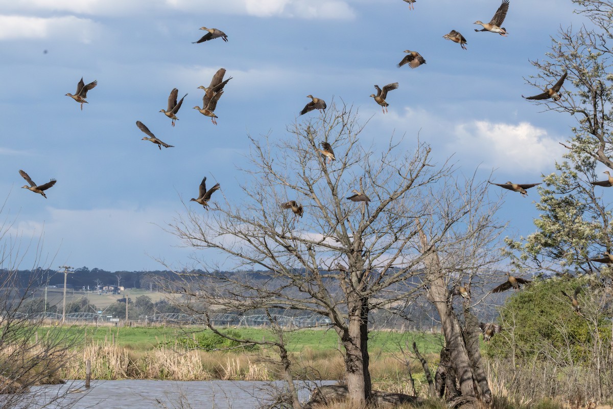 カザリリュウキュウガモ - ML646232034