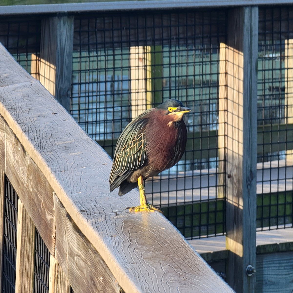 Green Heron - ML646232035