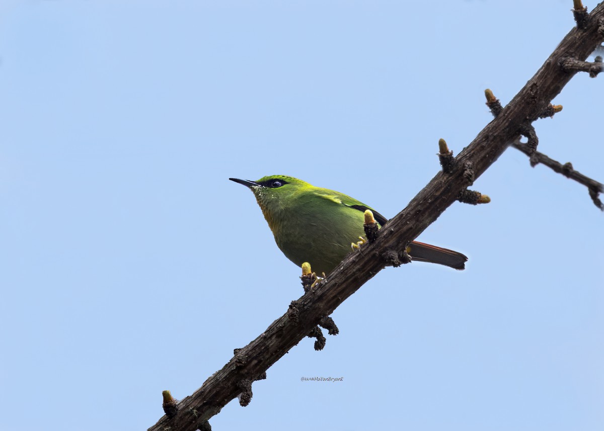 Fire-tailed Myzornis - ML646232041