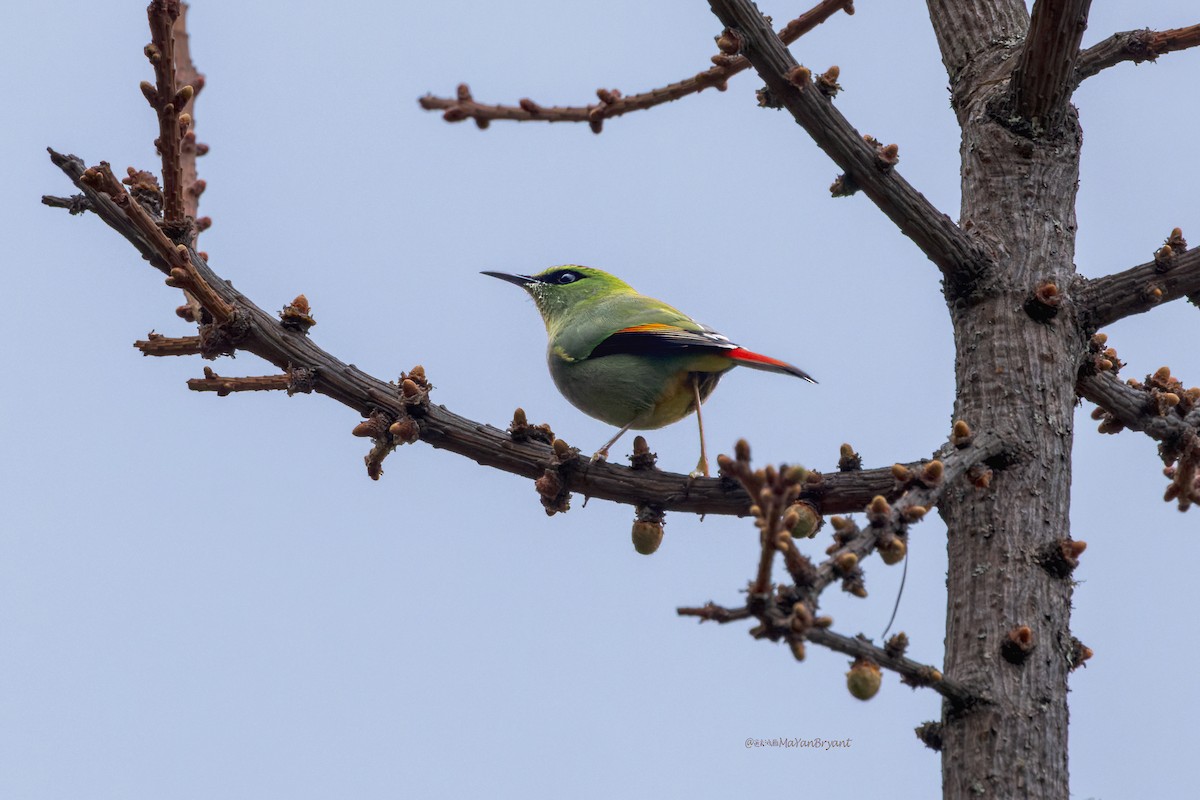 Fire-tailed Myzornis - ML646232042