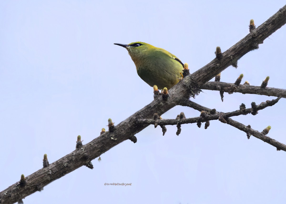 Fire-tailed Myzornis - ML646232044