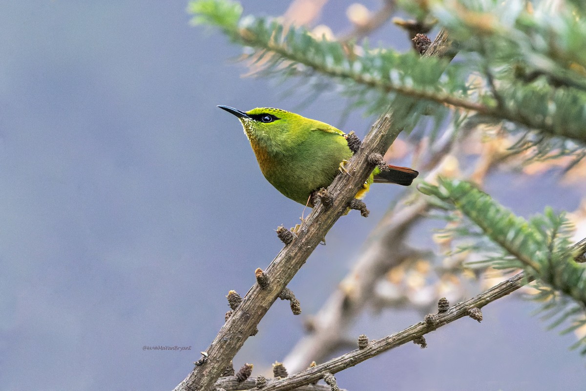 Fire-tailed Myzornis - ML646232045