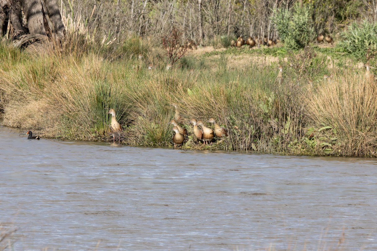 ネッタイバン - ML646232046