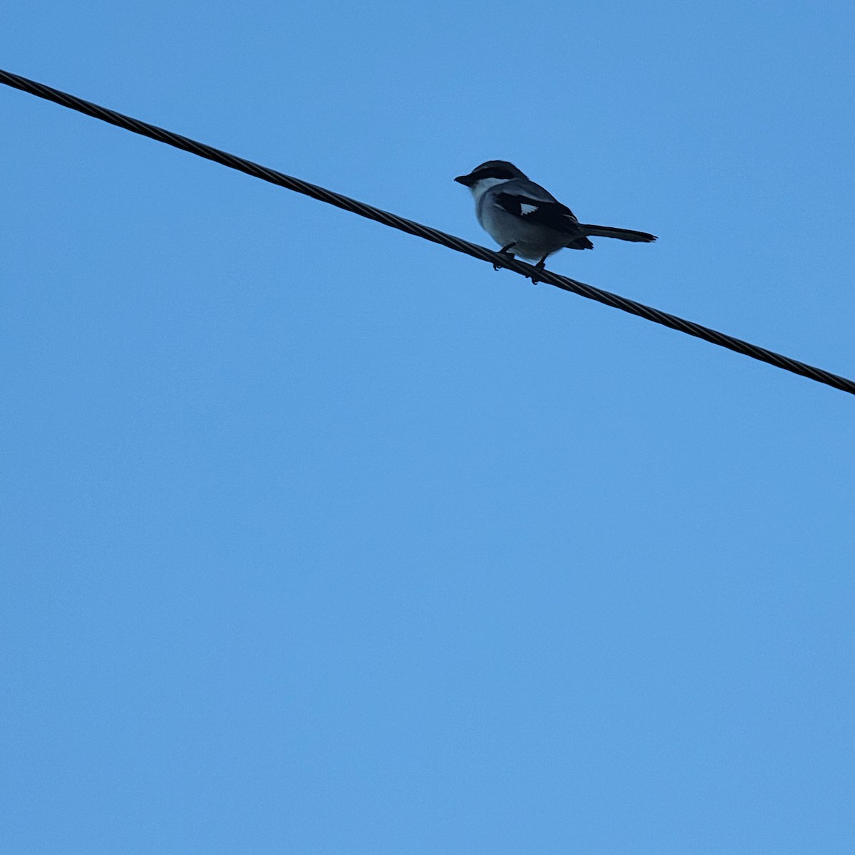 Loggerhead Shrike - ML646232051