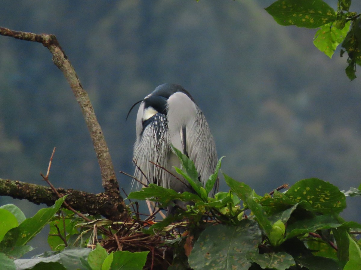 Héron mélanocéphale - ML646232054