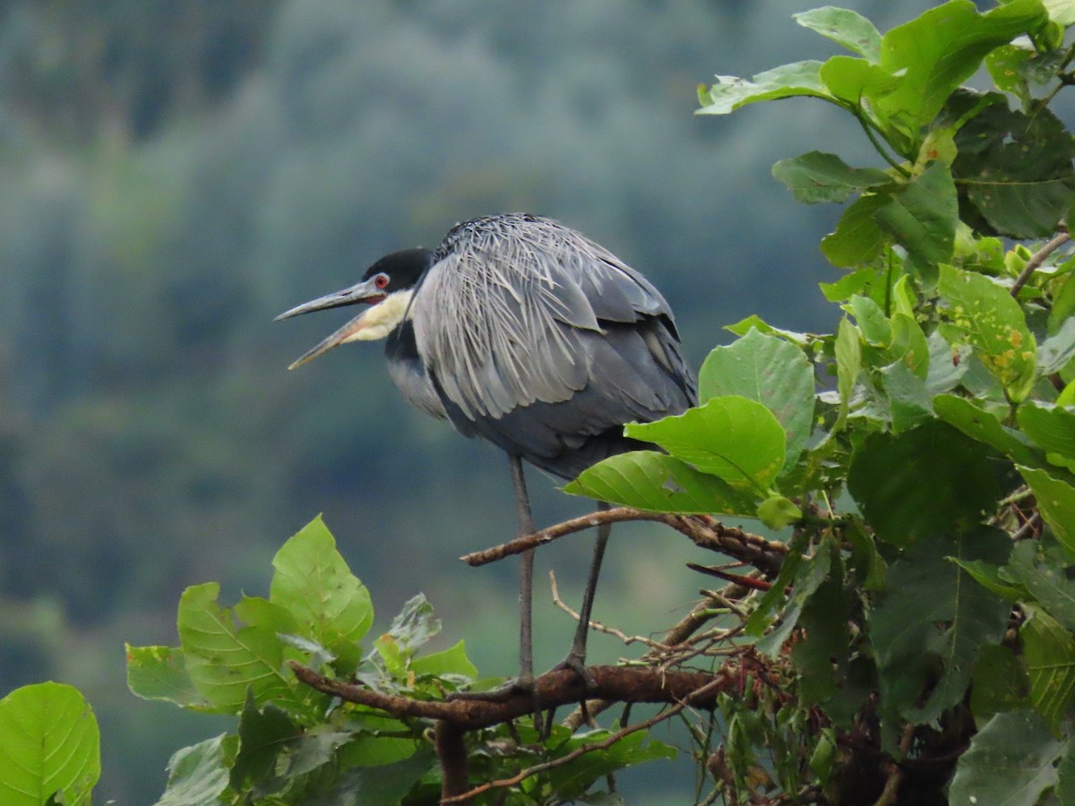 Héron mélanocéphale - ML646232055