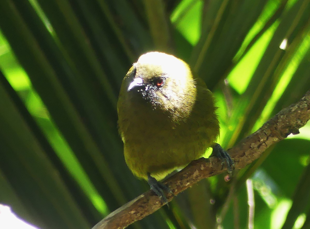New Zealand Bellbird - ML646232074