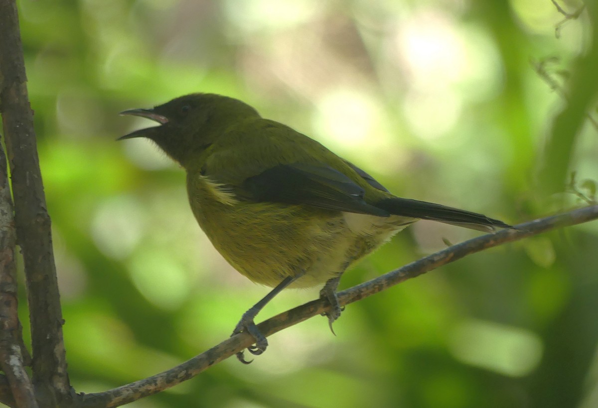 New Zealand Bellbird - ML646232075
