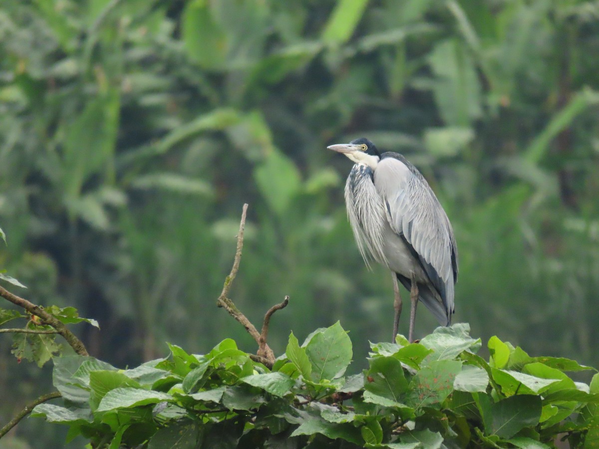 Héron mélanocéphale - ML646232076